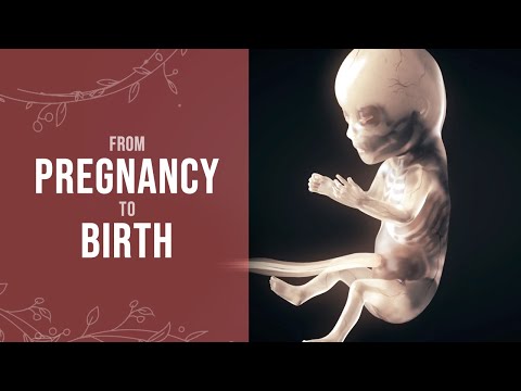 Pregnancy - How a Wonder is Born! (Animation)