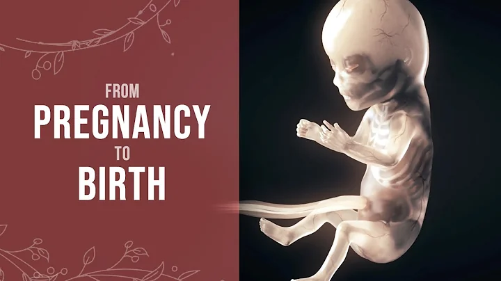 Pregnancy - How a Wonder is Born! (Animation) - DayDayNews