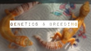 Basic Guide To Leopard Gecko Genetics & Breeding