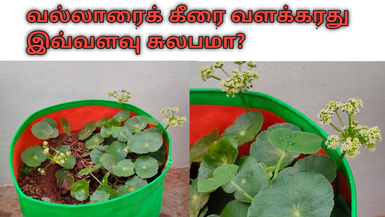 வல்லாரை கீரை வளர்ப்பு / How to grow Vallarai / Grow Brahmi plant / Grow