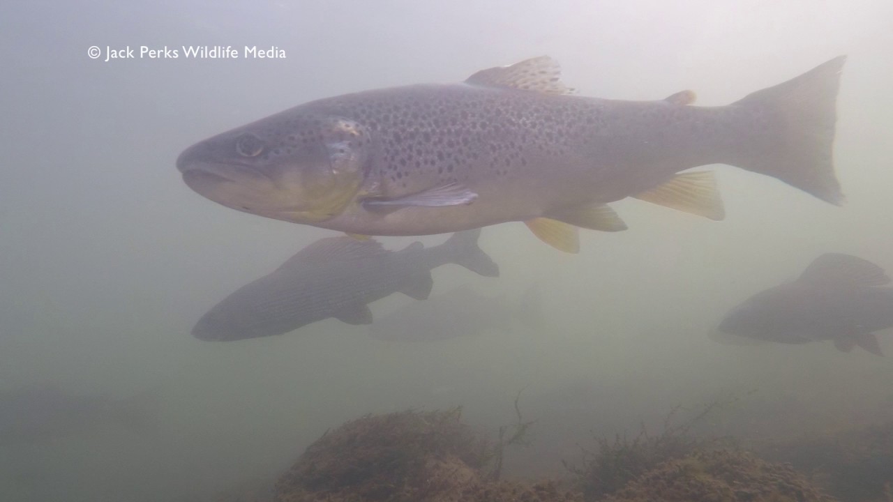 riverdale Filming Trout with Underwater lights