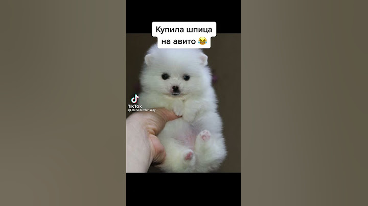 Купила шпица на авито | Приколы от Утки | Тик Ток #Shorts