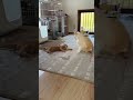 子猫の戦いは続く #cat #shorts #子猫