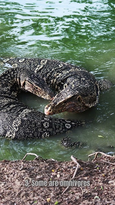 5-unique-facts-about-monitor-lizards-youtube