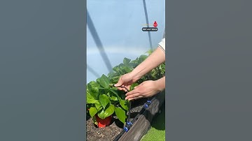 Béc phun sương đồng kết nối ống nhôm uốn cong 360 độ dễ lắp tưới điều GIÁ RẺ#becphunsuong