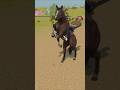 #horse