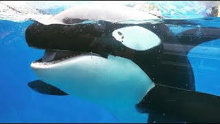 Killer Whales up close tour | SeaWorld Orlando