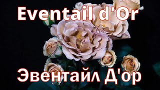 Как распускается роза Eventail d'or - Эвентайл д`Ор (Junko Kawamoto Япония, 2009)