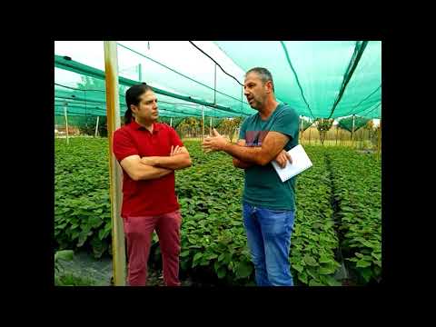 Βίντεο: Μη καρποφόρα ακτινίδια - Τι να κάνετε για ένα φυτό ακτινίδιο που δεν παράγει