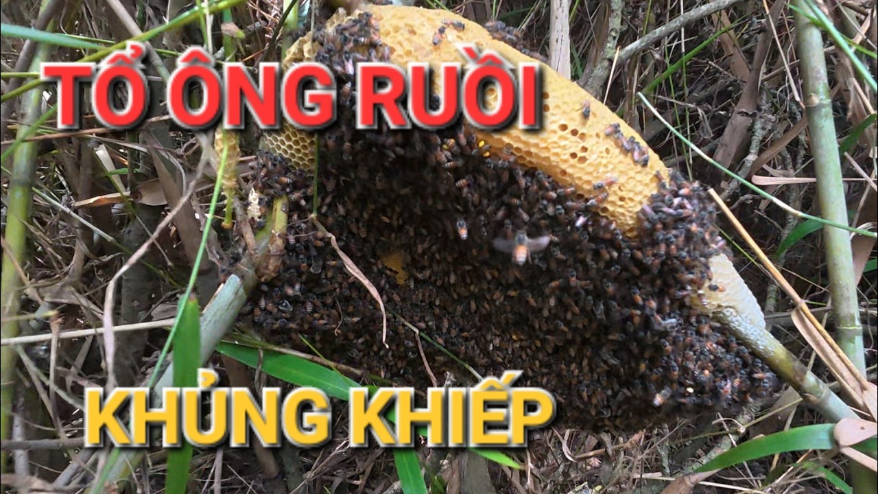 SĂN ÔNG ĐẦU NĂM QUÁ HÊN GIẶP NHIỀU TỔ ÔNG KHỦNG