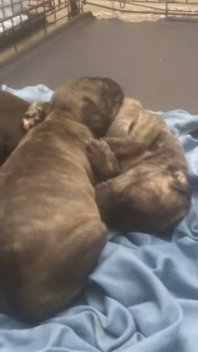 Cane corso puppies for sale raleigh nc