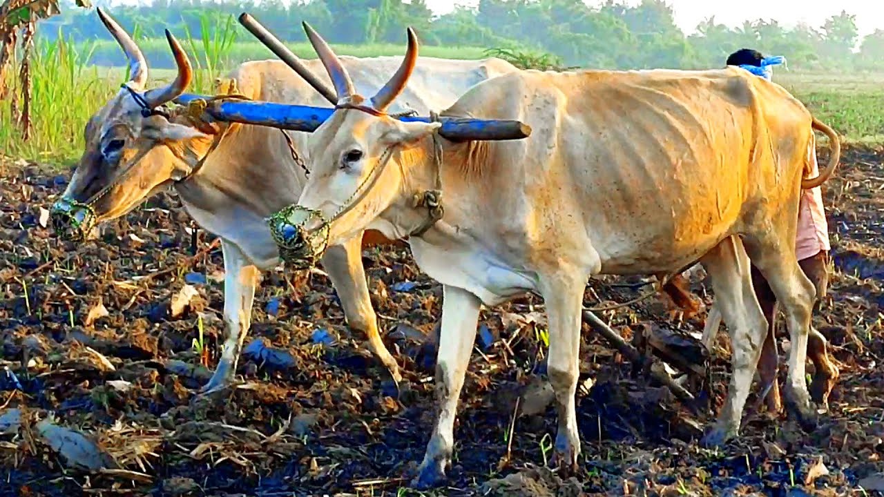 Bulls Ploughing Sugarcane Field By Farmer | Ploughing With Bulls | Bullock Ploughing | Bullock Media