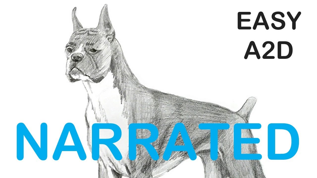 How to draw a Boxer dog, (NARRATED) step by step, by Patrick ...