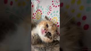 Hello! I am a beautiful kitten, beautiful cat, beautiful kitten, funny cat,Funny animal