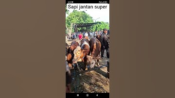 bakalan jantan super super #cow #sapilucu #sapi #sapigemuk #sapijumbo #pedetsuper #bull