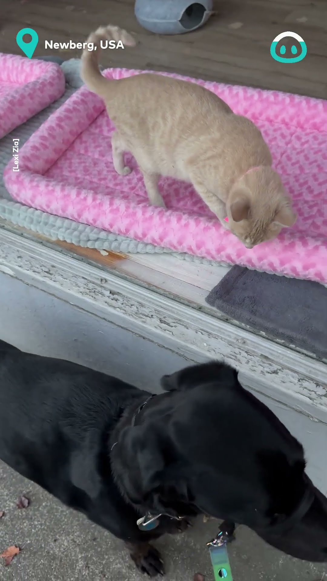 Pup Takes Interest in Kitty in the Window || ViralHog