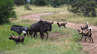 Wild Dogs Surround a Herd of Wildebeest - Chaos Ensues!