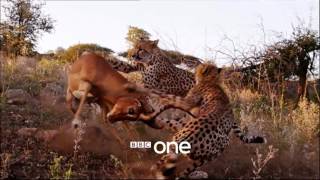 Life Story with David Attenborough  Trailer   BBC One clip3