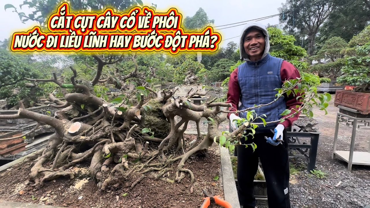 Cắt Cụt Cây Cổ Để Dựng Lại Phôi: Quyết Định Táo Bạo Hay Sai Lầm?#bonsai #bonsaitree #caycanh 