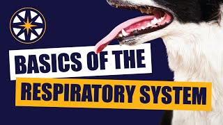 Inhale... Exhale... Basics of the Respiratory System by NorthStar VETS 147 views 10 months ago 50 minutes