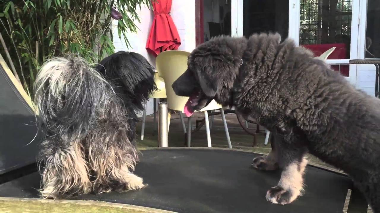 lhaso apso attack tibetan mastiff YouTube