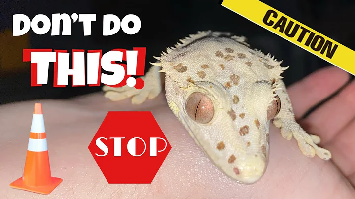 STOP making these 13 CRESTED GECKO mistakes!