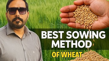 Wheat best sowing method                                      # best sowing method of wheat 