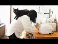 猫と犬と人間でこういう毎日を送っています!