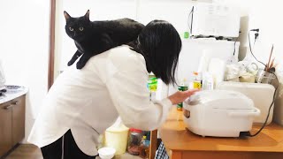 猫と犬と人間でこういう毎日を送っています!