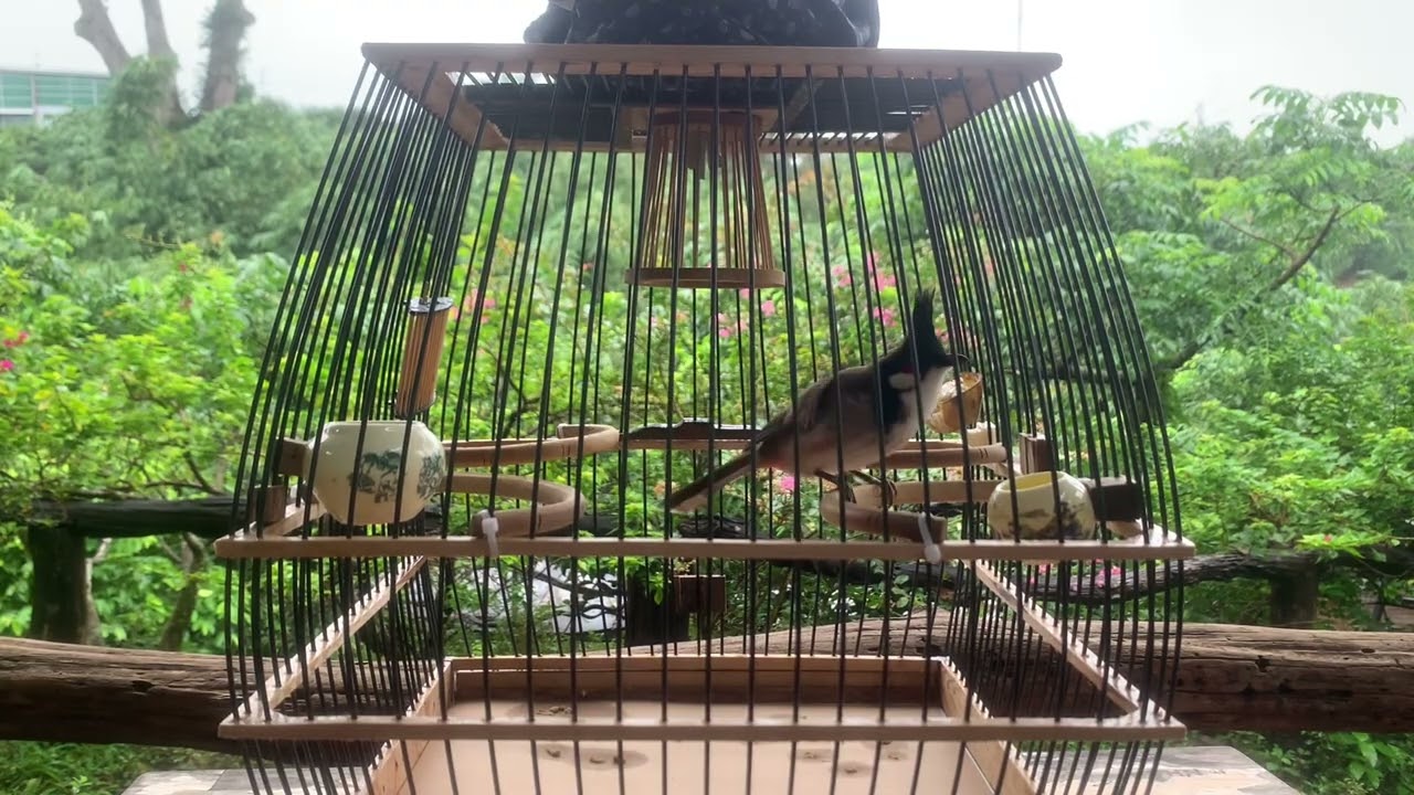 Chào mào kích bổi, luyện giọng chào mào má trắng giong hay 6789… ép giọng chào mào 