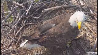 Two F23 deliveries to the nest - roadkill and a squirrel on the morning of May 18 /2024-05-18/ SWFL