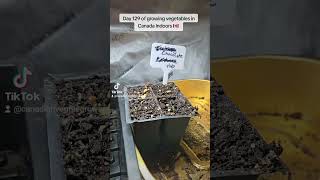 Day 129 of growing vegetables in Canada Indoors 🇨🇦 Let's take a gander! (Night Time) Rip Dad ♥️
