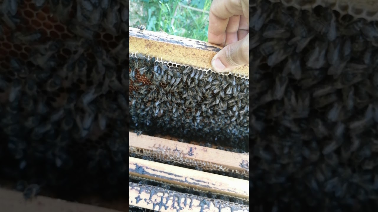 كيفية الإسراع في تطور الخلية و معلومات أخرى مفيدة