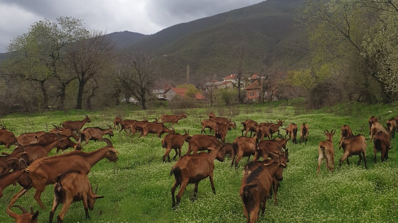 Добрый день всем любителям козы и природы 😃✌❤