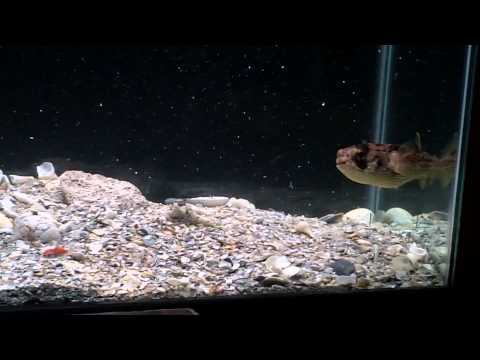 Pufferfish vs Goldfish