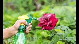 Видео Важная внекорневая подкормка для розы в августе и сентябре! Отличная подготовка роз к зимовке! (автор: Сад-огород! LIFE)