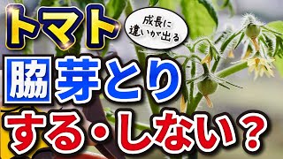 #12.【トマト】脇芽とりはする・しない？【家庭菜園】肥料を使わない育て方とは？