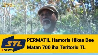 Download Lagu PERMATIL Hamoris Hikas Bee Matan 700 Iha Teritoriu TL MP3 Download Lagu PERMATIL Hamoris Hikas Bee Matan 700 Iha Teritoriu TL MP3
