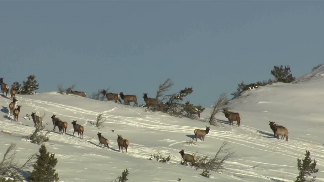 Outrage grows over killing of multiple elk near White Sulphur Springs