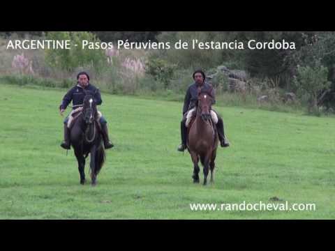 Vidéo: Cheval de selle tacheté