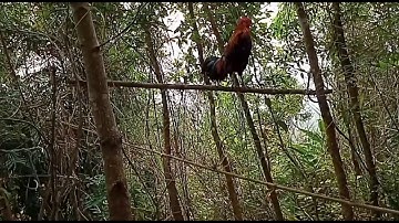 ต่อไก่ป่าdib qaib qus tuaj zoo heev 2020 tab sis qaib qus tuaj pom kuv lawm khuv xim kawg