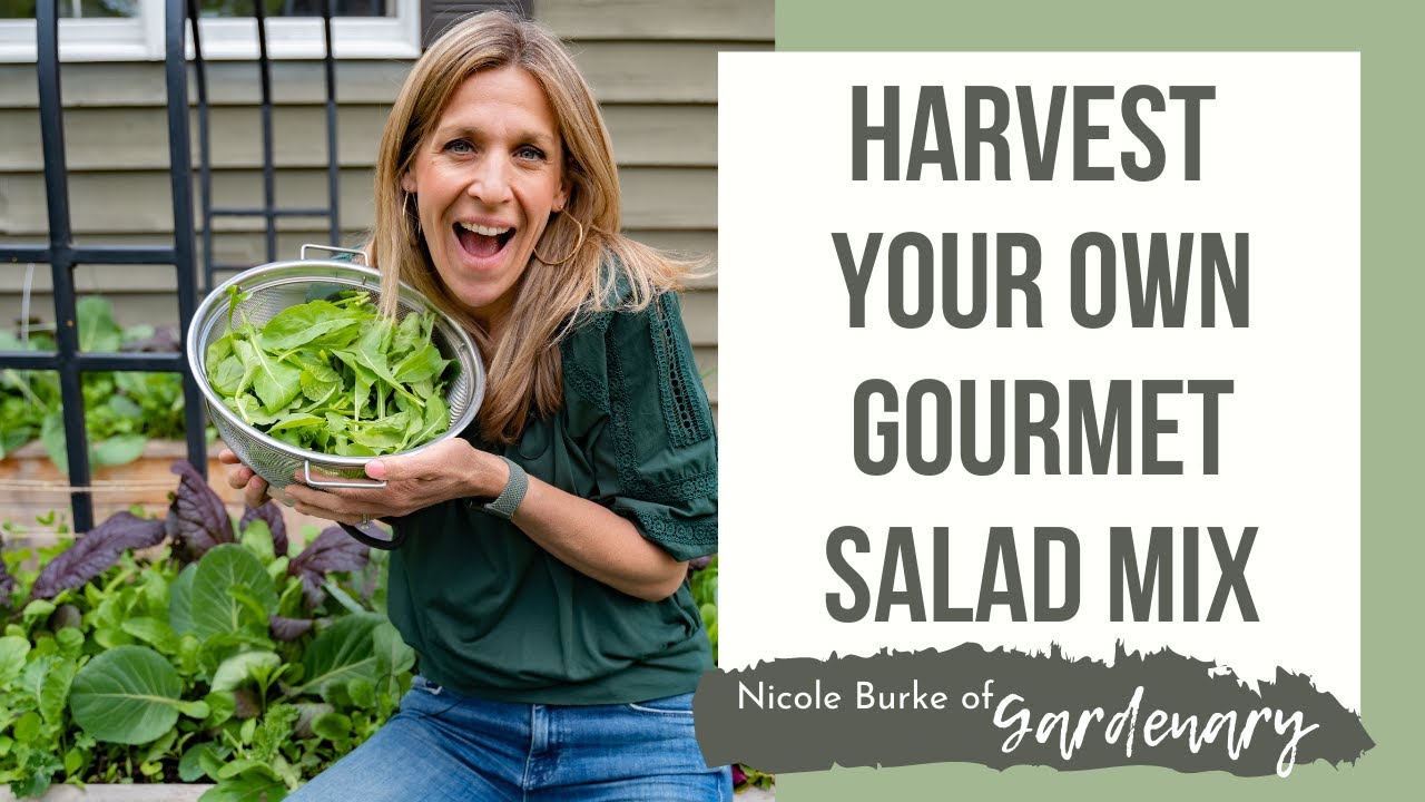 Harvest Your Own Gourmet Salad Mix YouTube