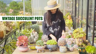 Repot Succulents with Vintage Pots // Joy Garden Succulent