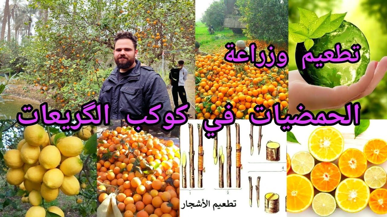 تطعيم واسرار زراعة الحمضيات في كوكب الگريعات بالعراق 🇮🇶 بغداد و مواعيد التطعيم لأشجار النارنج
