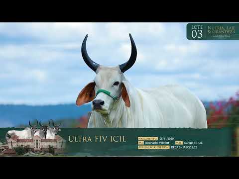 LOTE 03 - ULTRA FIV ICIL - ICIL 999