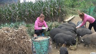Harvesting Peanuts In Field - Preparing Birthing Nest For Mother Pig To Give Birth - Taking care pig by Dao Farm Life 2,392 views 2 months ago 30 minutes