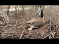 Mother goose lays her 4th egg in the decorah eagle nest