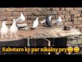 New pegion کو alg کر dya|| پر b nikal dye|ApNAShook #pegion