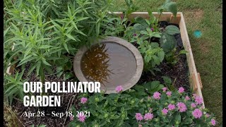 My Pollinator Garden