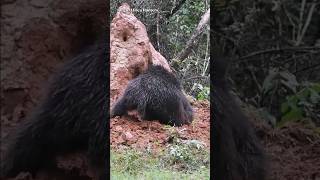 Silent Prep! | Hunter Meets Unknown Creature | अनजान जानवर के सामने शिकारी की धीमी तैयारी
